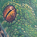 Tattoos - Jungle tattoo  - 75751